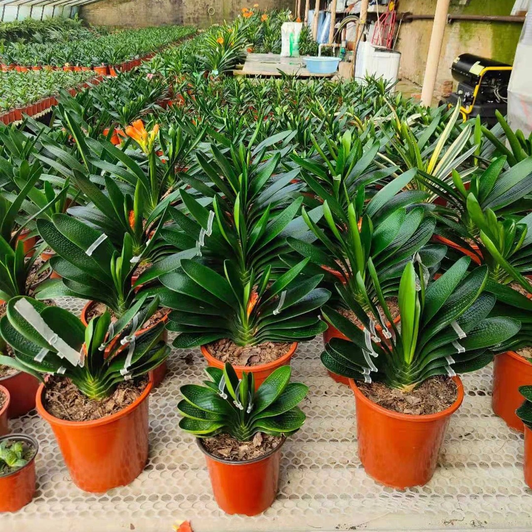 精品圆头短叶麻脸君子兰一物一拍钢板高腊