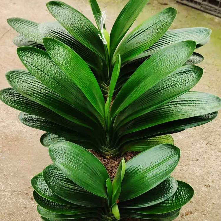 精品圆头短叶麻脸君子兰一物一拍钢板高腊