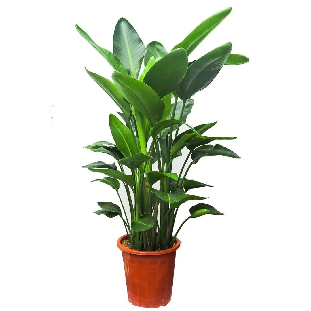 绿萝盆栽室内好养水培植物绿植花卉大盆
