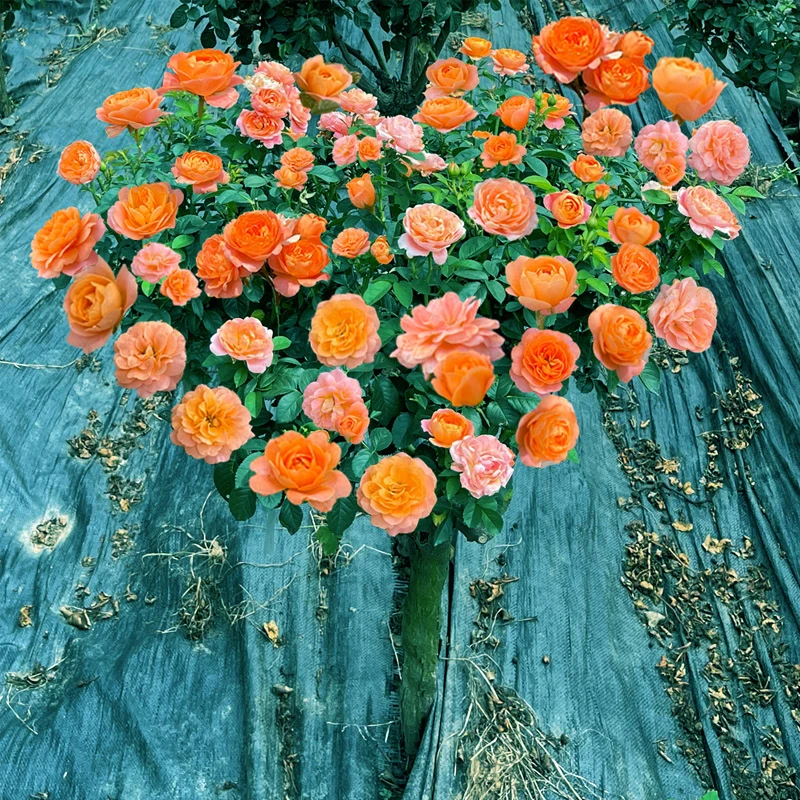棒棒糖月季花苗四季开花果汁阳台嫁接高杆庭院树状多色月季树欧月