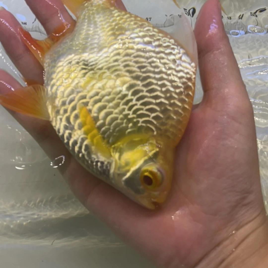 元宝鲫鱼热带观赏鱼观赏鱼宠物