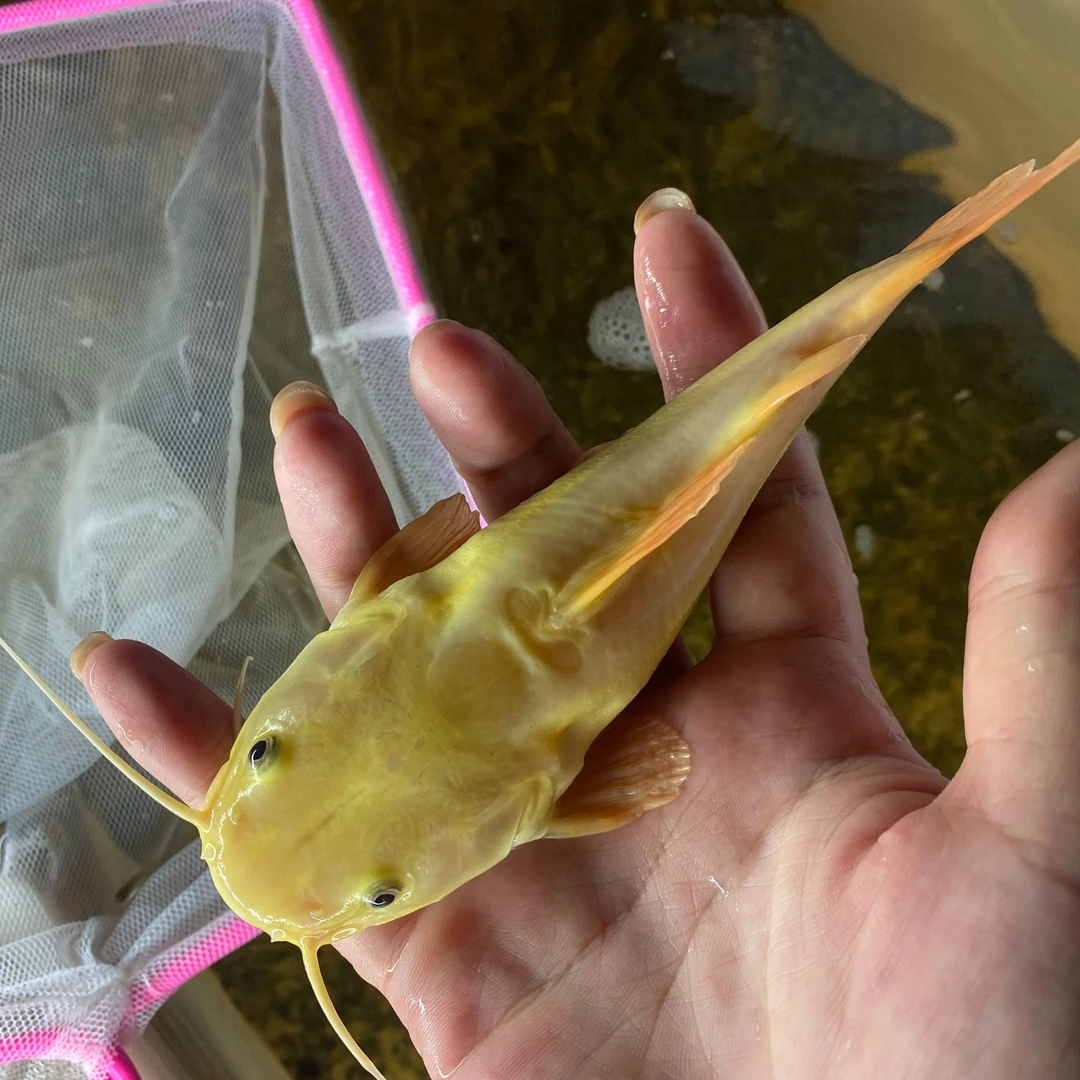 福利秒杀招财猫黄金猫黄金招财猫热带观赏鱼混养高端配鱼中大型鱼