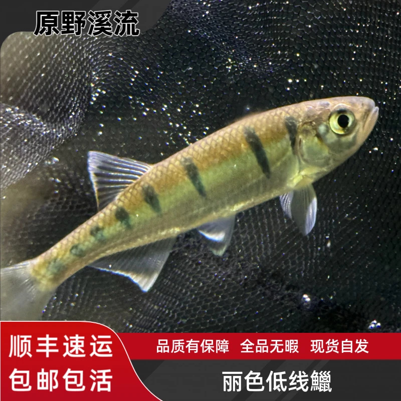 丽色低线鱲，低线鱲，溪流鱼，观赏鱼