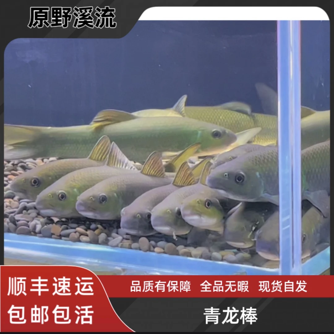 青龙棒川华鲮淡水原生清理青苔底层观赏鱼