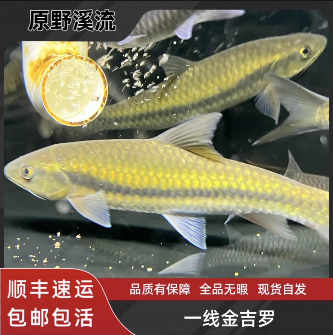 一线金吉罗冷水鱼