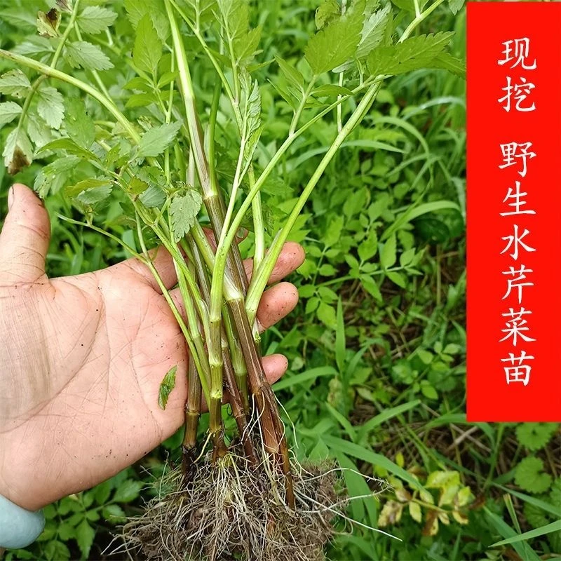 野生盆栽水芹菜苗水芹菜种苗四季可栽可食可绿化带芹菜番茄根