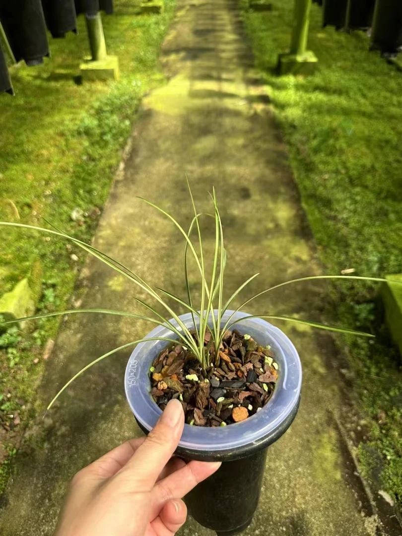 一品兰花直播间一物一拍