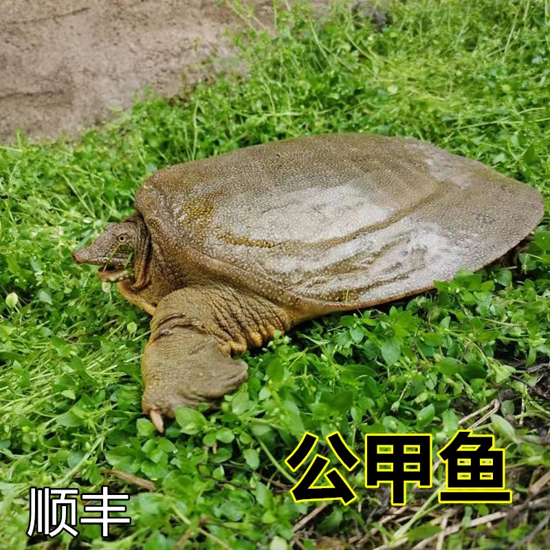 【顺丰】正宗外塘生态甲鱼鲜活优质中华甲鱼活体批发包活包邮到家