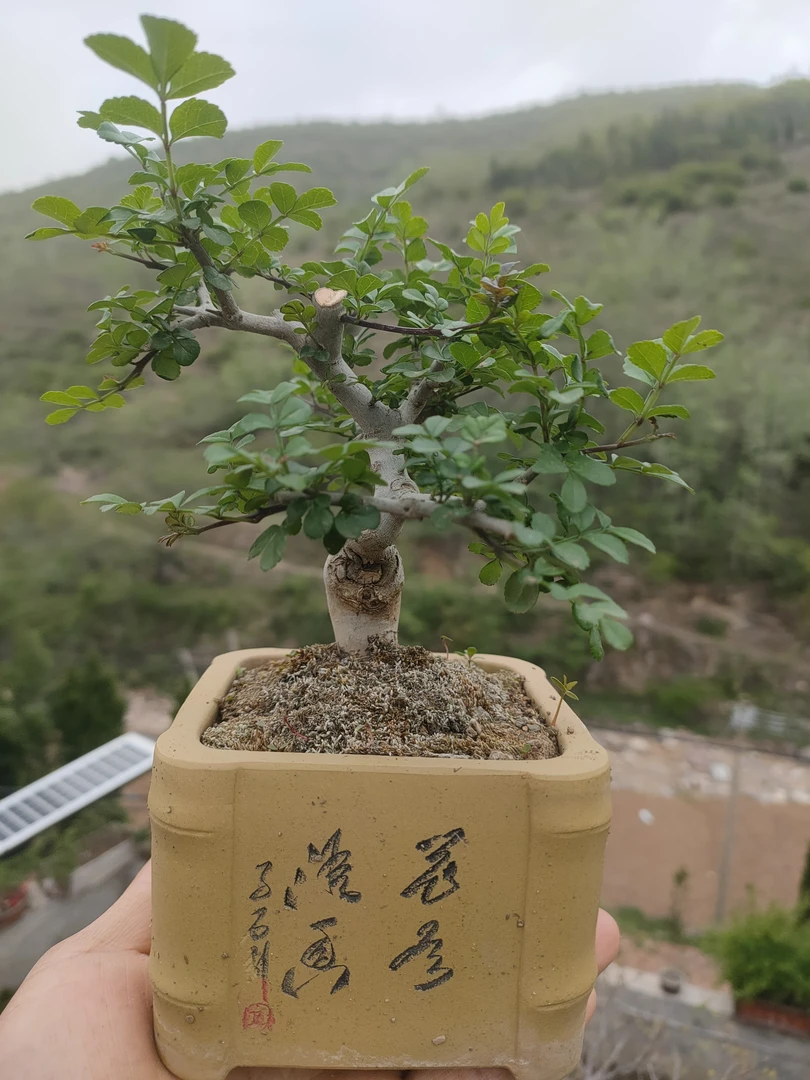 北方盆景素材,中微型绿植