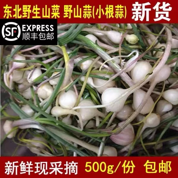 东北特产新鲜小根蒜大脑瓜去叶净重1斤3斤顺丰包邮
