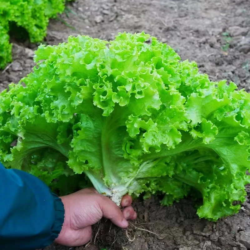 东北吉林农家新鲜蔬菜生菜烤肉生菜2斤保鲜顺丰空运包邮