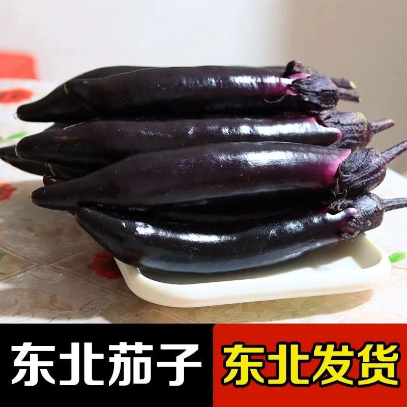 【达人专属】东北茄子-紫茄子-新鲜发货-3斤5斤【顺丰包邮】