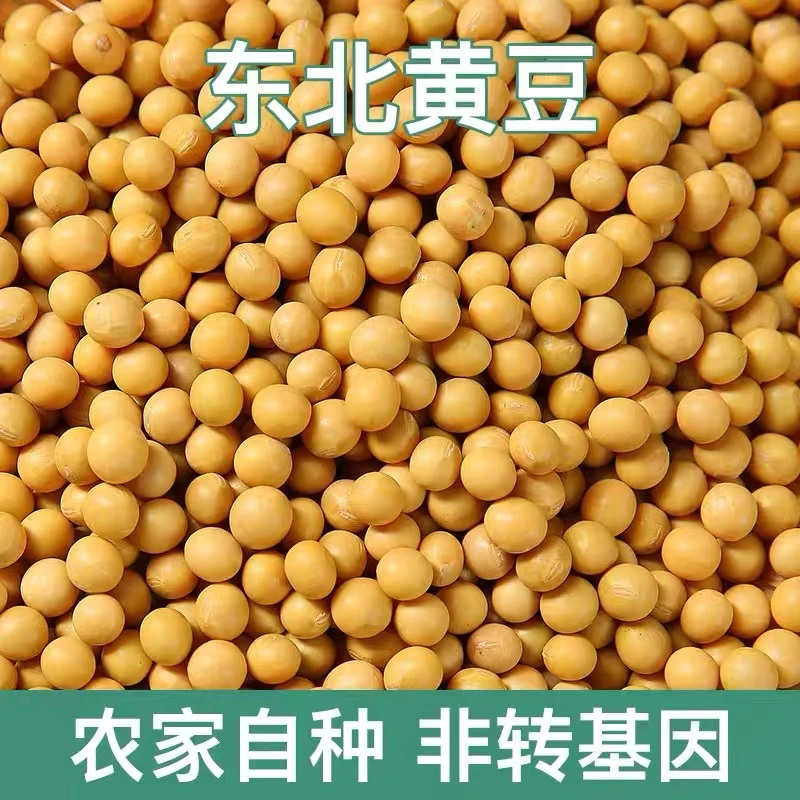 东北吉林梨树打豆浆生豆芽专用黄豆大豆3斤5斤包邮