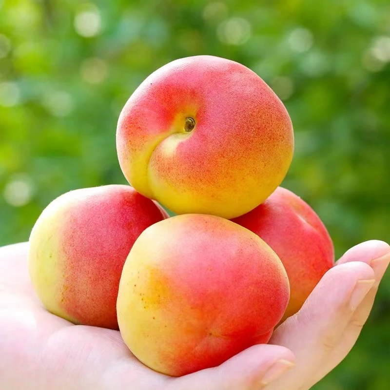 东北吉林梨树山杏红杏食用农产品3斤【顺丰包邮】