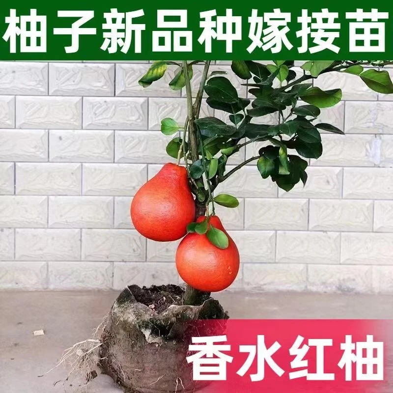 嫁接新品泰国暹罗柚子树苗南北方四季种植红心香水三红柚子水果苗