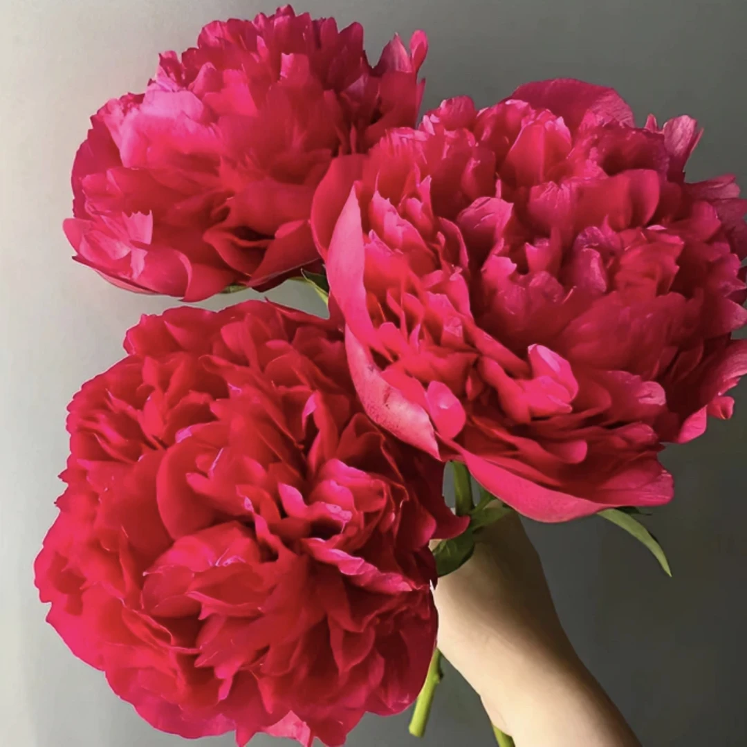 【现货】 进口御前表演 重瓣芍药鲜切花牡丹鲜花菏泽基地直发