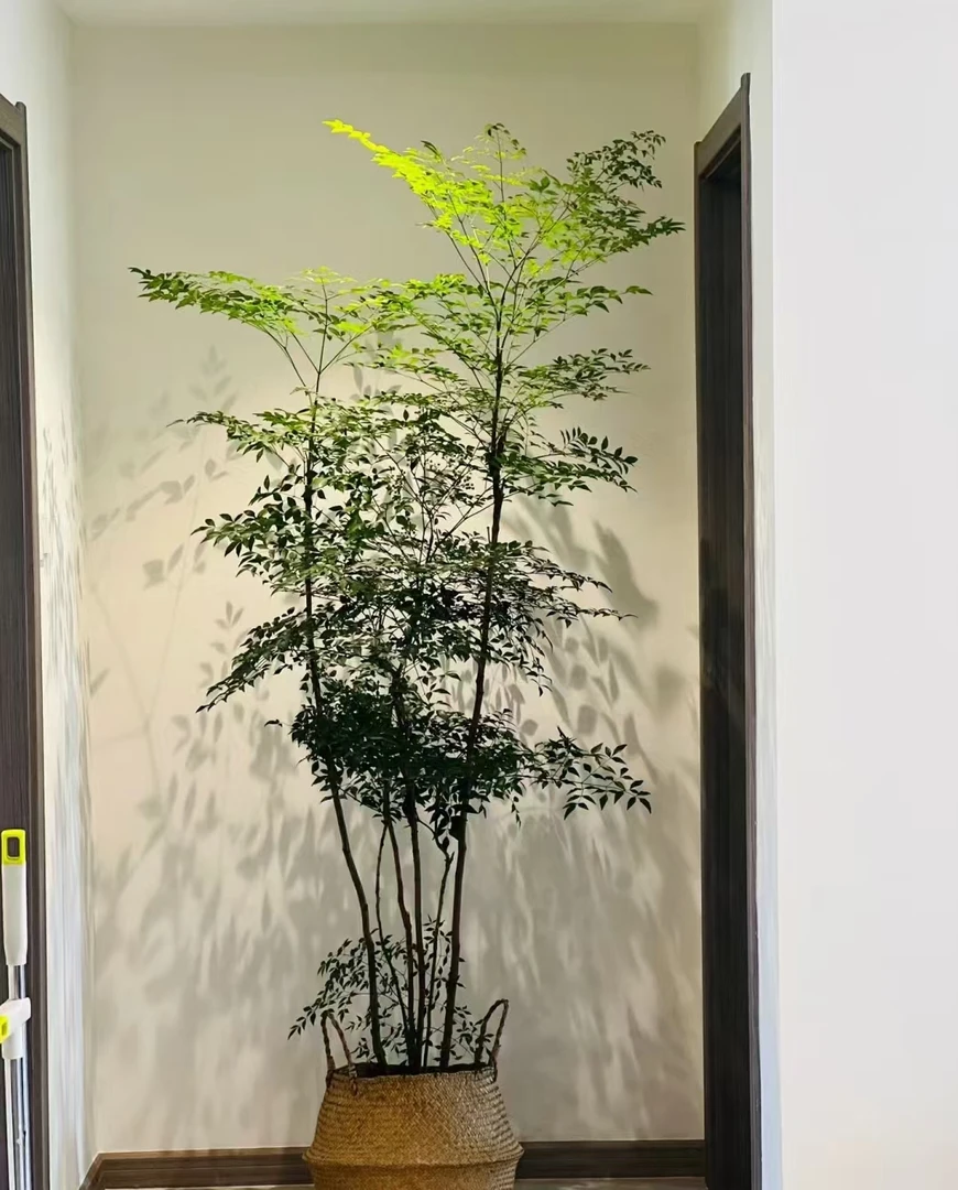 南天竹庭院别墅造景