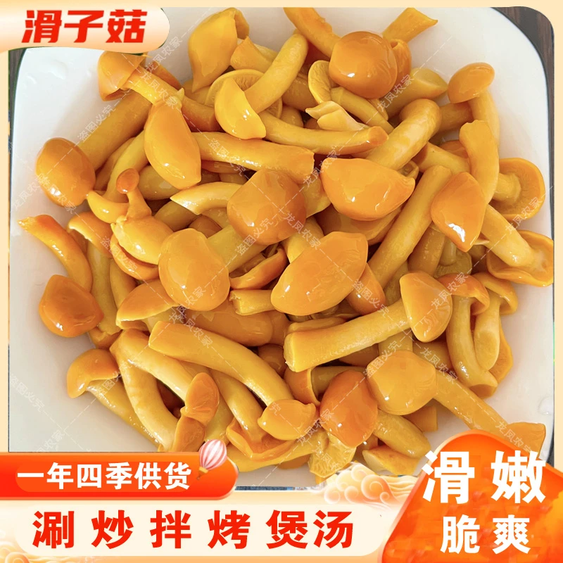 滑子菇新鲜口感滑子蘑小黄蘑滑滑嫩嫩含水滑菇涮炒拌烤煲汤均可