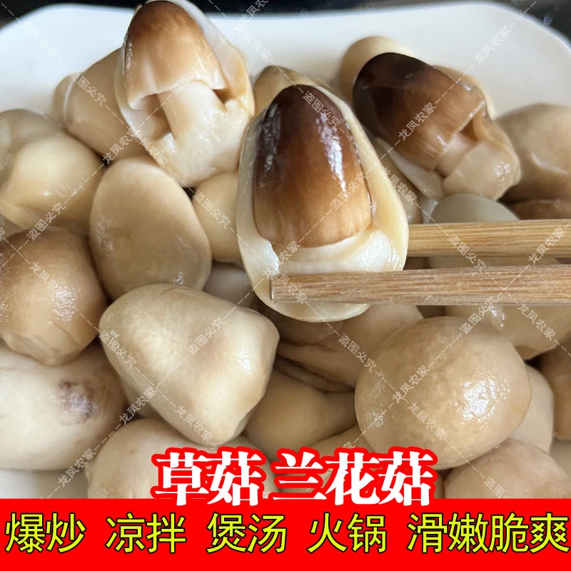 草菇新鲜口感袋装草菇罐头兰花菇食用菌凉拌爆炒煲汤均可