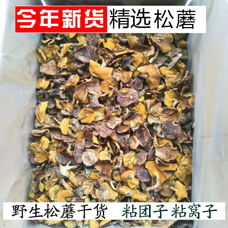 野生松蘑 粘团子粘窝子粘蛾子松树蘑松蛾子 承德东北松蘑500克