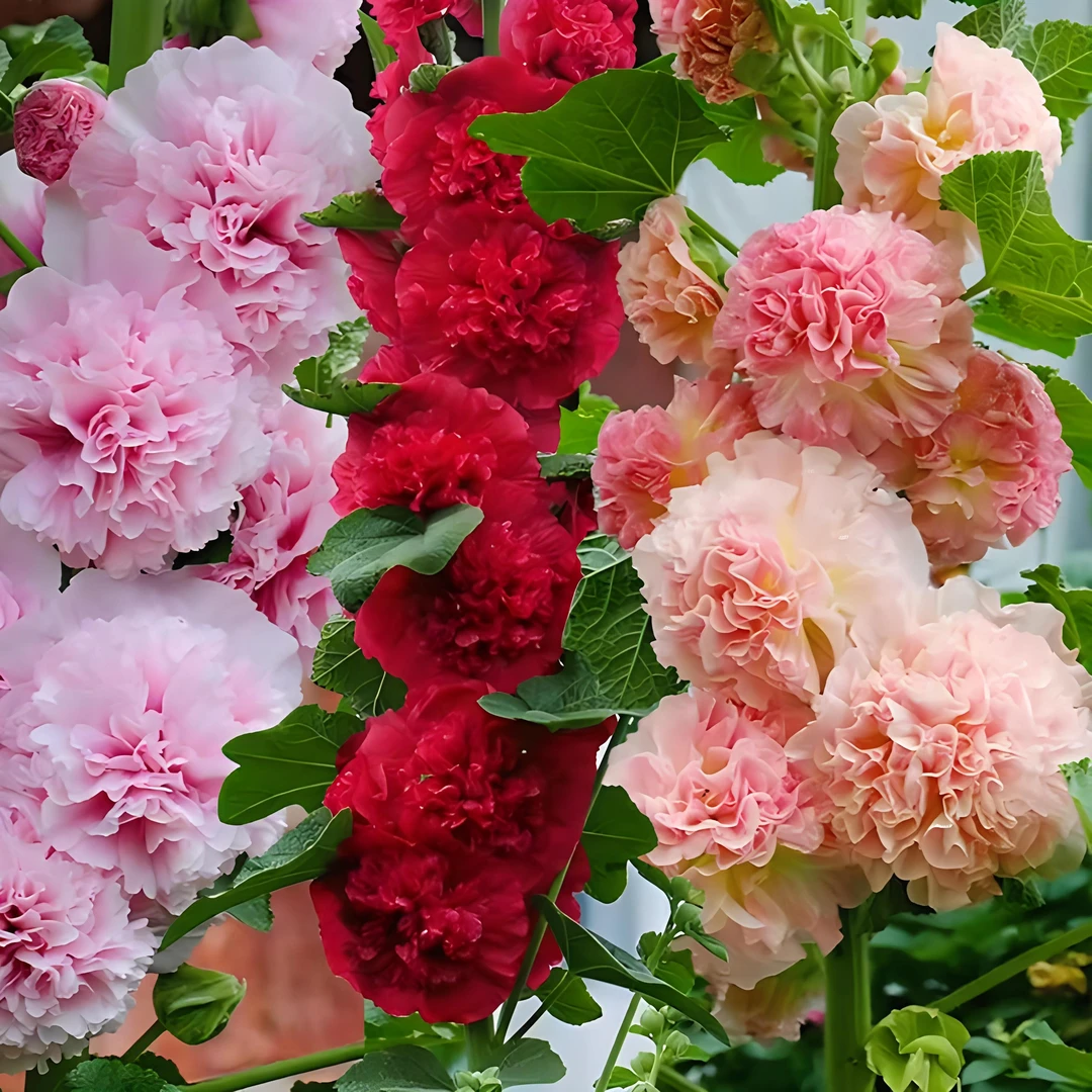 重瓣蜀葵花种子籽子四季开花室外花籽易活花卉种籽夏天庭院花种孑