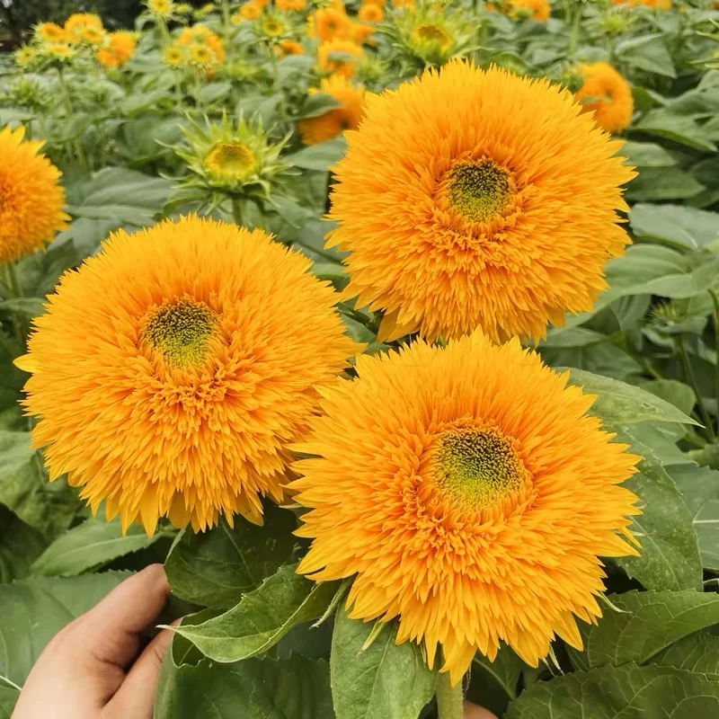 复瓣玩具熊向日葵种子观赏矮向花阳台盆栽春夏秋四季播籽花卉食用