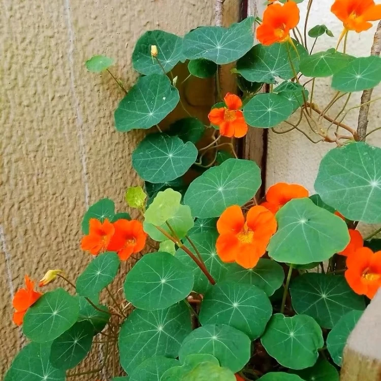 旱金莲花种子旱荷花种子耐寒播种多年生种植混合发芽生长花卉种籽