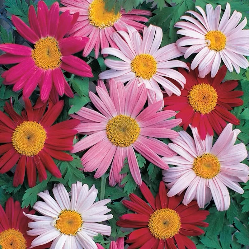 除虫菊花种籽子庭院驱蚊草花卉驱虫菊花种子大全室外四季播种开花