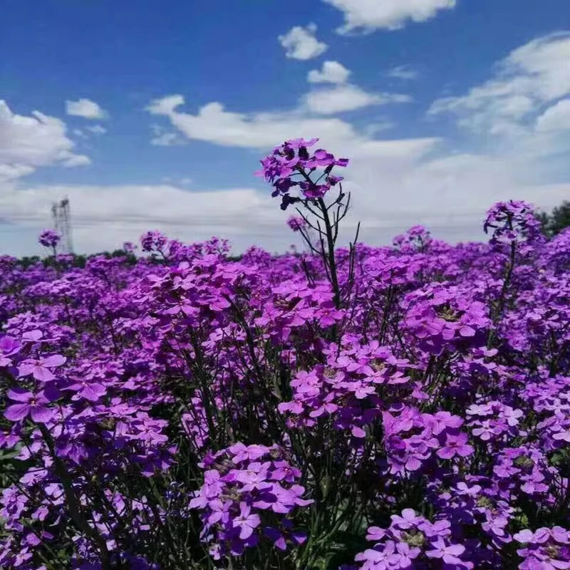蓝香芥花种籽子四季播种开花室内外阳台庭院盆栽种籽景观花海花卉