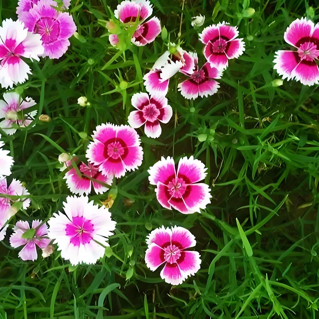 粉色五彩石竹花种籽子混色常夏庭院须苞石竹花籽阳台四季播种开花