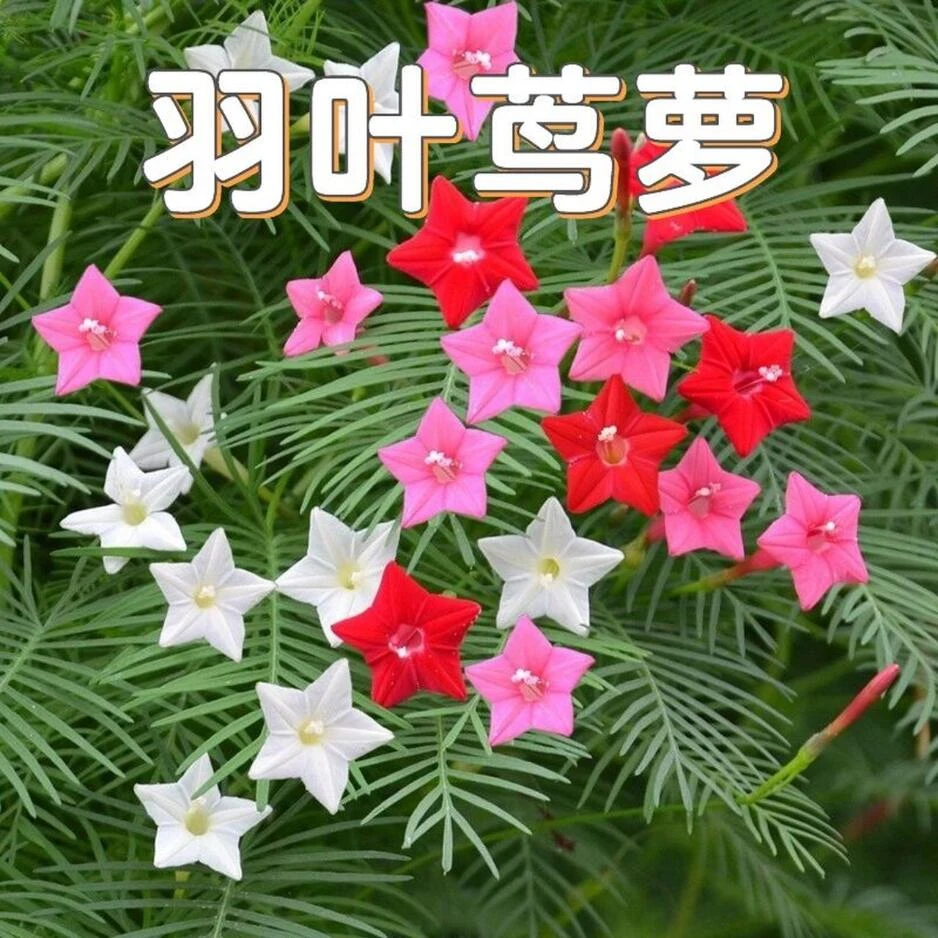 阳台茑萝花种子四季开花易活庭院室外内盆栽爬藤攀援植物花种籽子