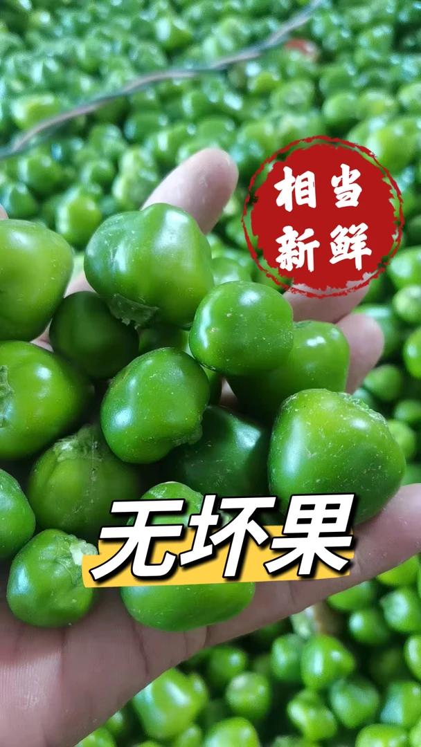 现摘新鲜绿色青色灯笼椒草莓辣椒海椒泡椒剁椒专用香辣型辣椒包邮