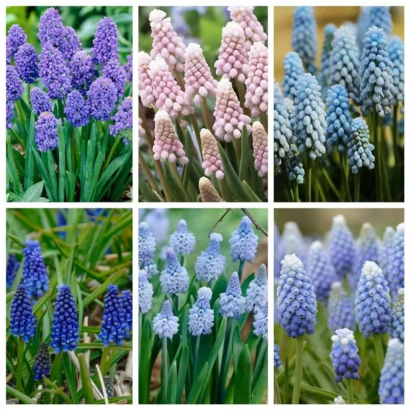 葡萄风信子【5 颗装】种球全国适合