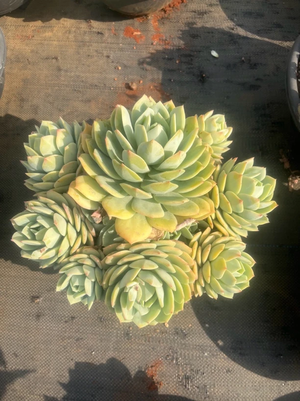 露西娜多肉植物一颗