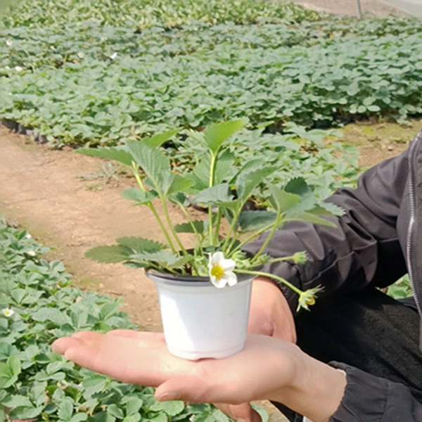 【天使粉玉梦之莹】优质白草莓品种四季盆栽地栽原盆原土盆栽草莓苗