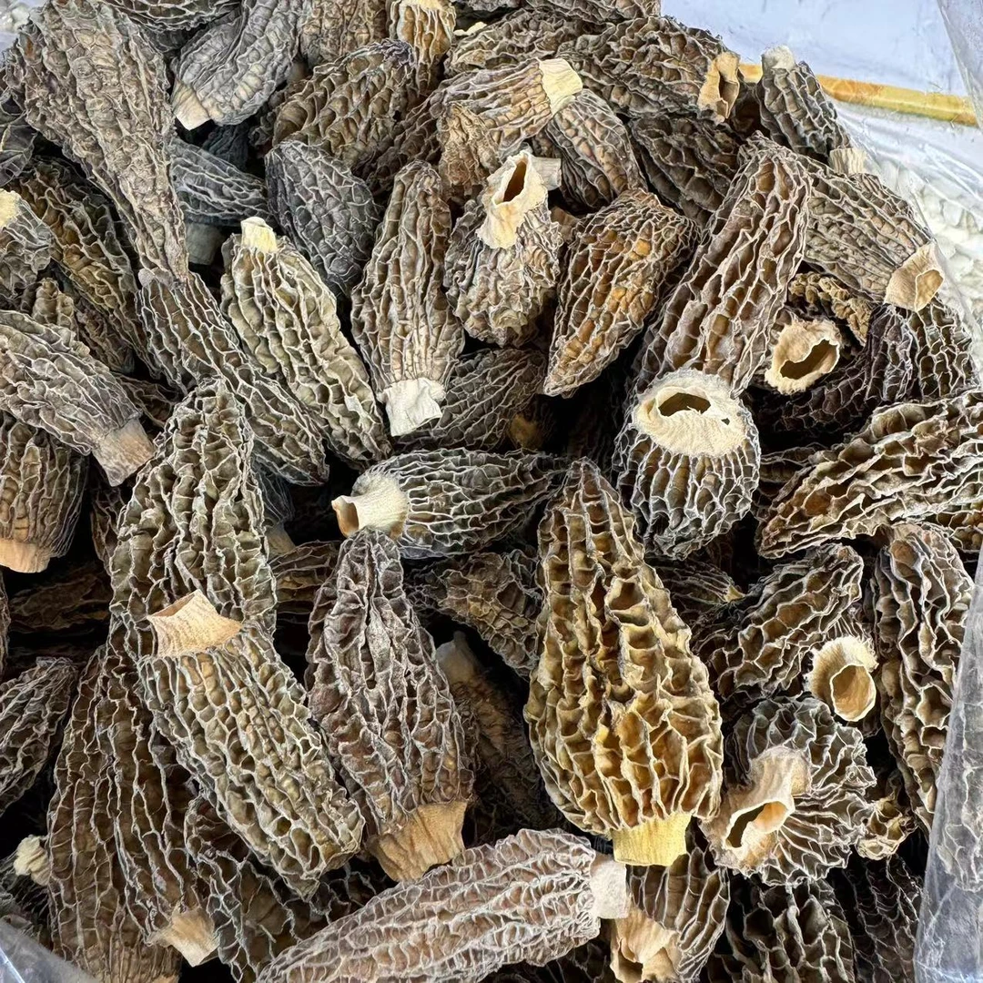 剪头大羊肚菌香浓菌香