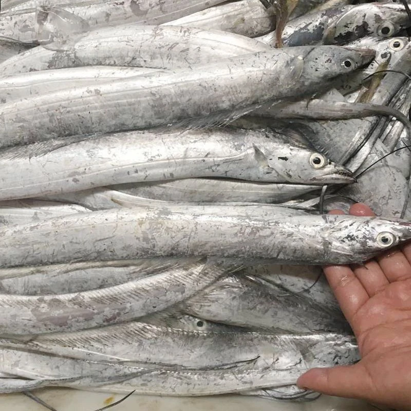 新鲜青岛本地小眼睛带鱼整条顺丰发货