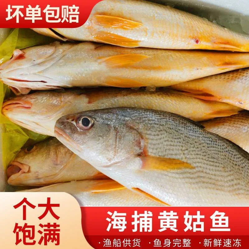 青岛野生海捕黄姑鱼优质宝宝辅食【3条】顺丰冷链发货单条1斤半左右