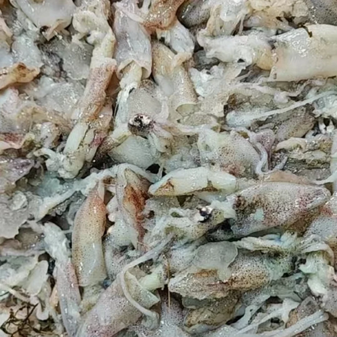 新鲜小笔管小海兔保鲜包邮