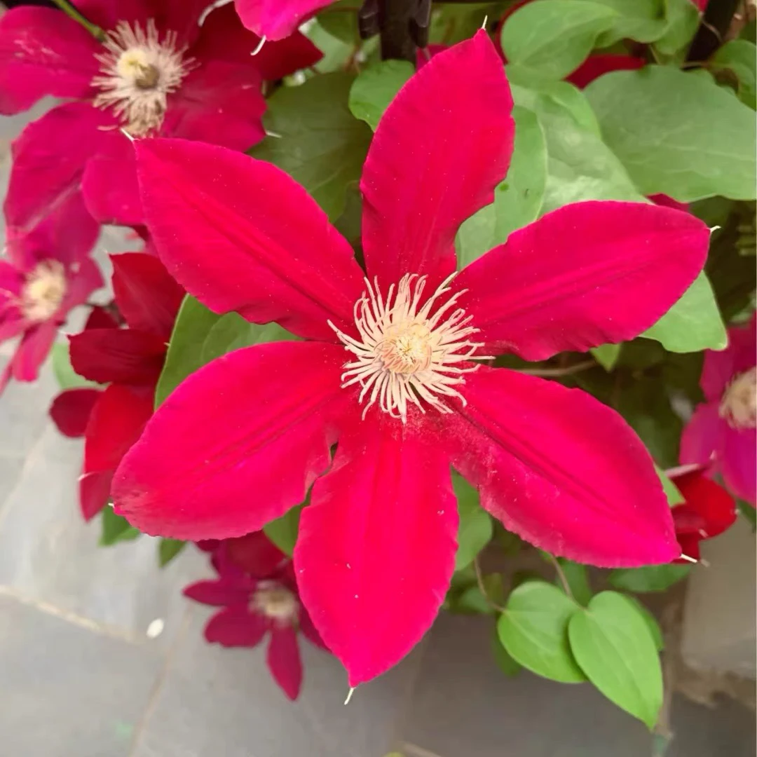 瑞贝卡铁线莲小苗盆栽