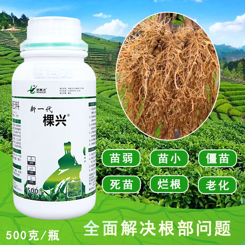棵兴茶树移栽养根使用微生物菌剂快速用药调节土壤水溶肥根系生长