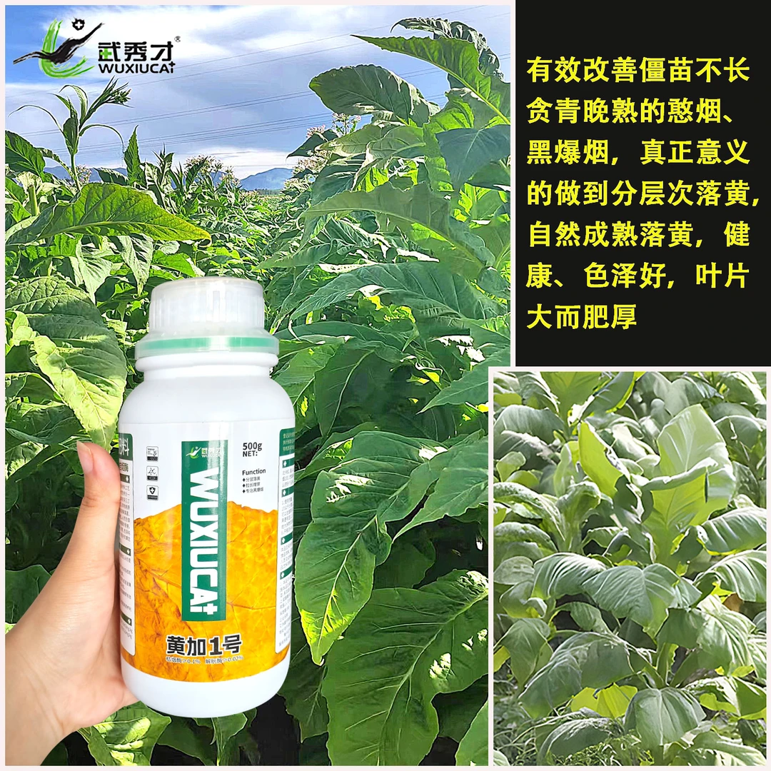武秀才黄加1号烤烟用增厚落黄提亮改善黑暴烟农福音包邮分层防治