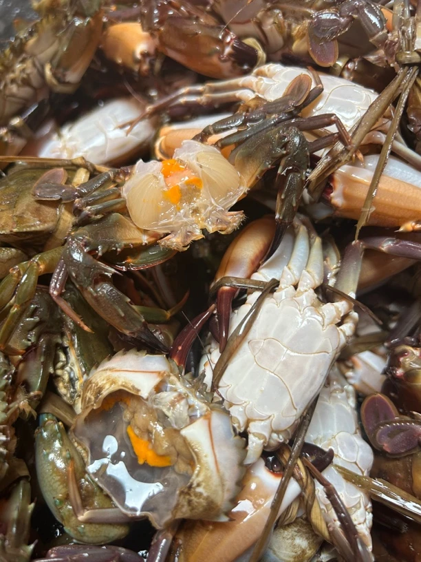 地笼船中石头蟹（别名赤甲红、花盖蟹）省外煮熟发  一斤8-12个左右