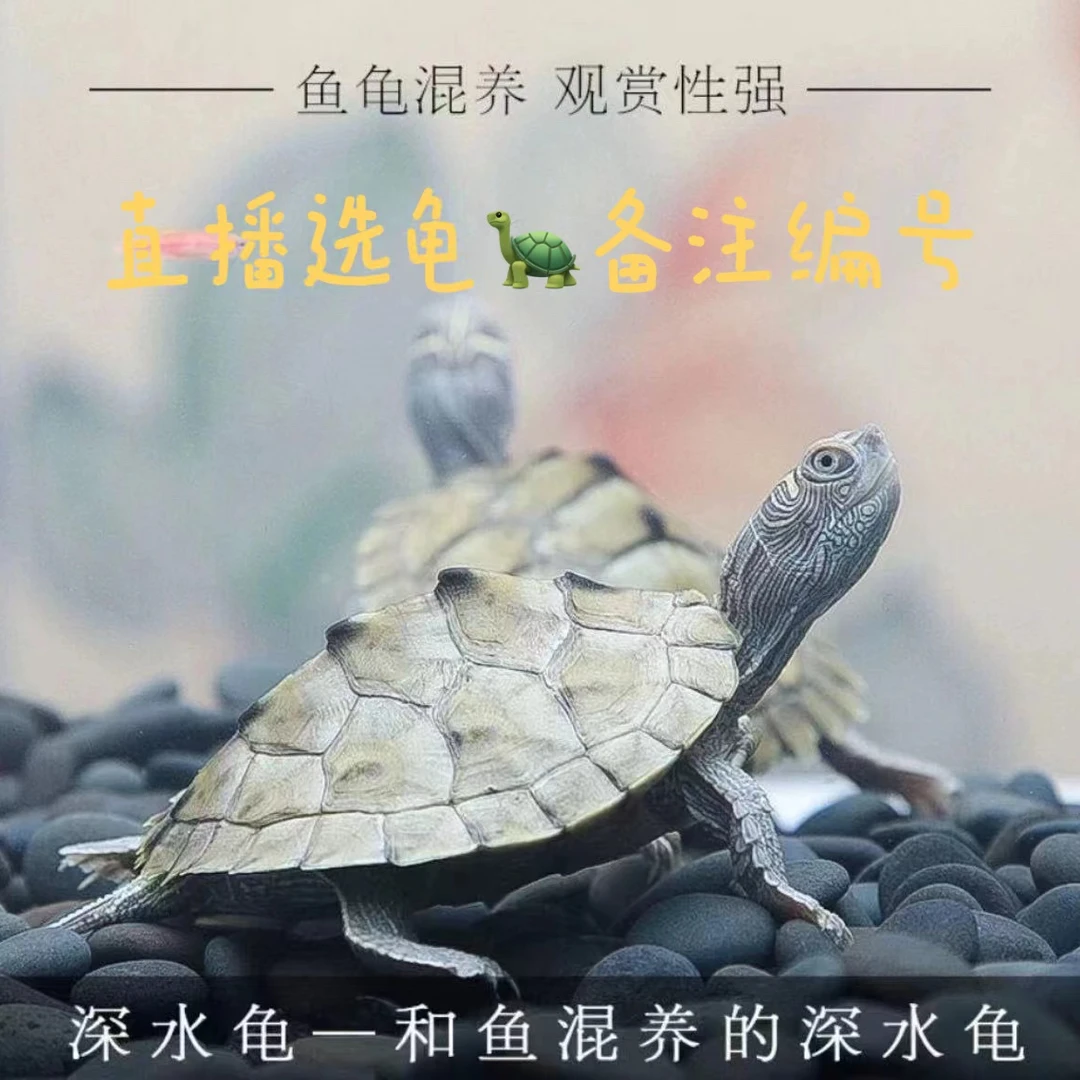 【直播专用】火焰地图西锦黄耳甜甜圈外塘冷水人工养殖