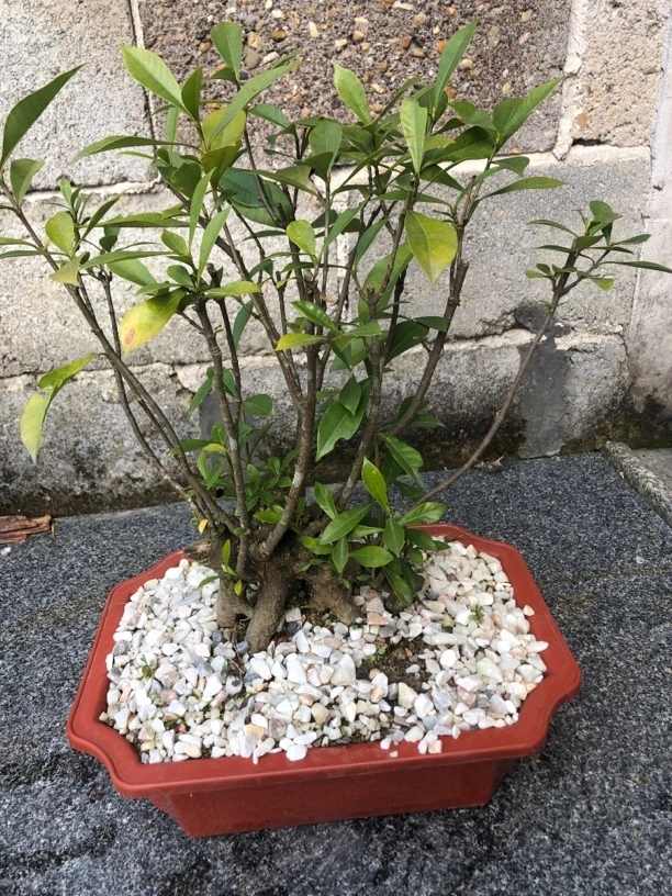 栀子花 盆景素材 鱼缸造景 一物一拍