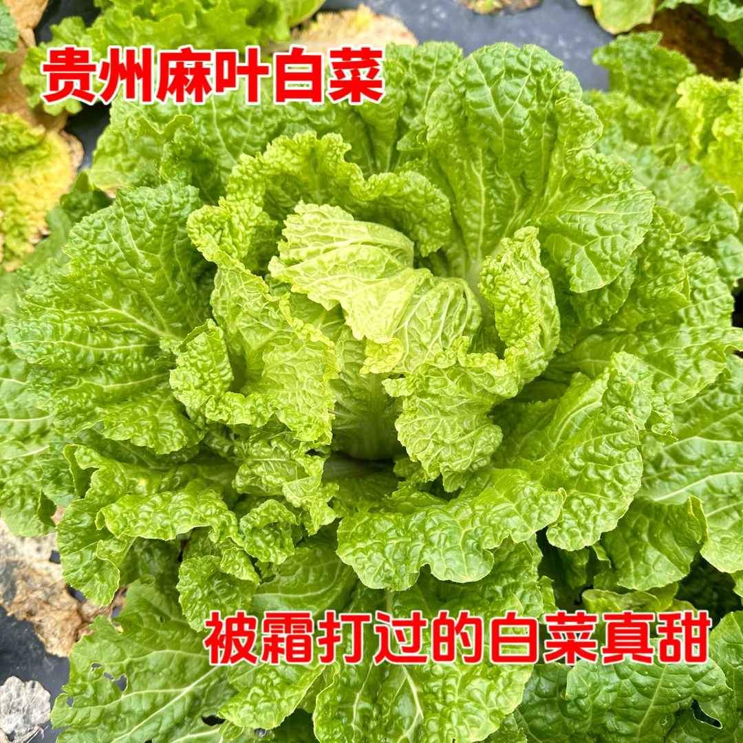 贵州农家白菜冬天火锅麻叶菜脆甜露天种植被霜打过白菜5斤包邮