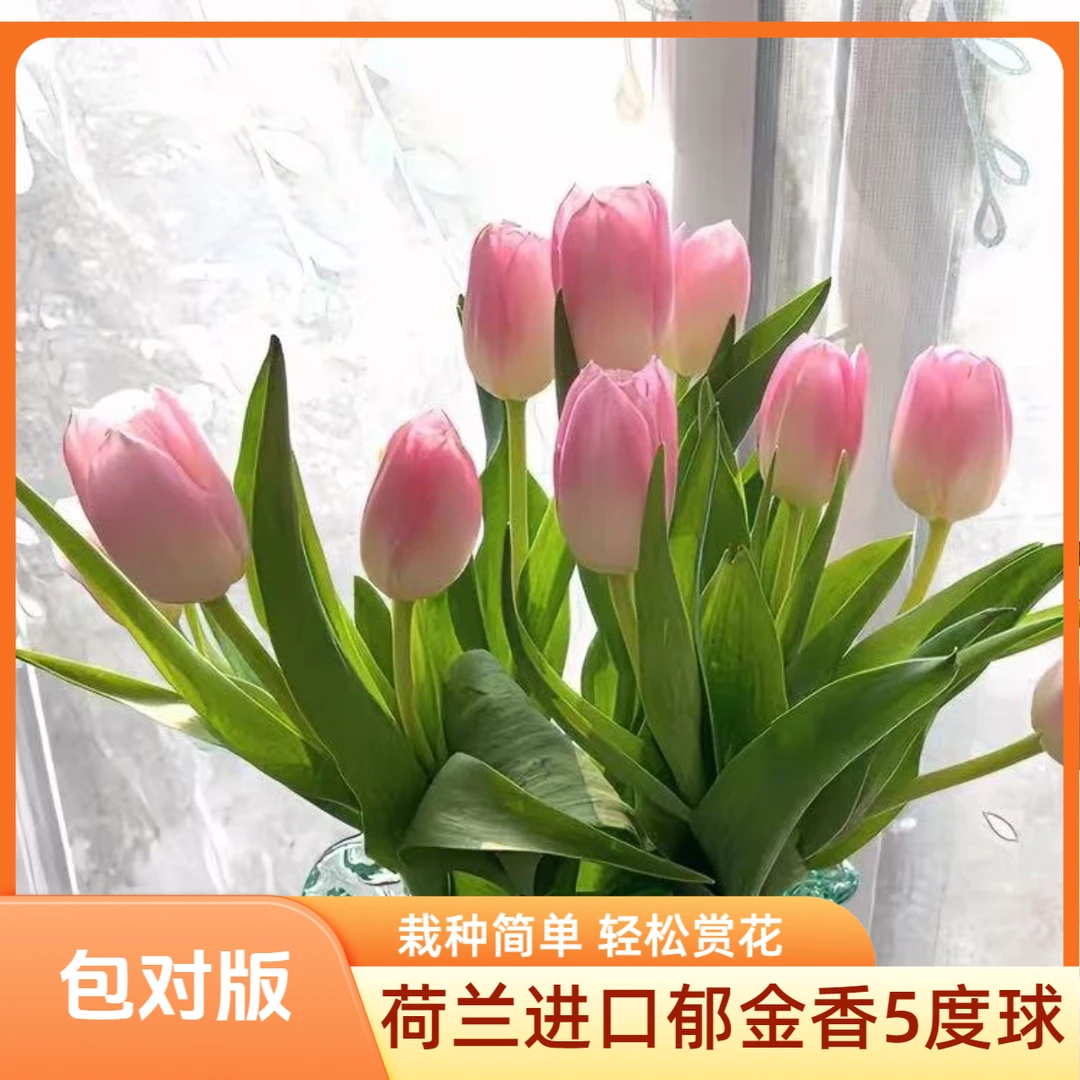 进口郁金香五度种球水培土培地栽植物冬季耐寒室内外庭院好养花苗