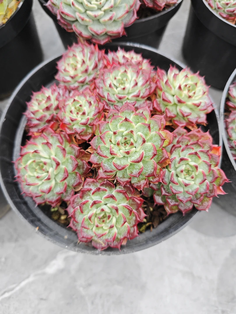 沙罗姬牡丹     11多肉