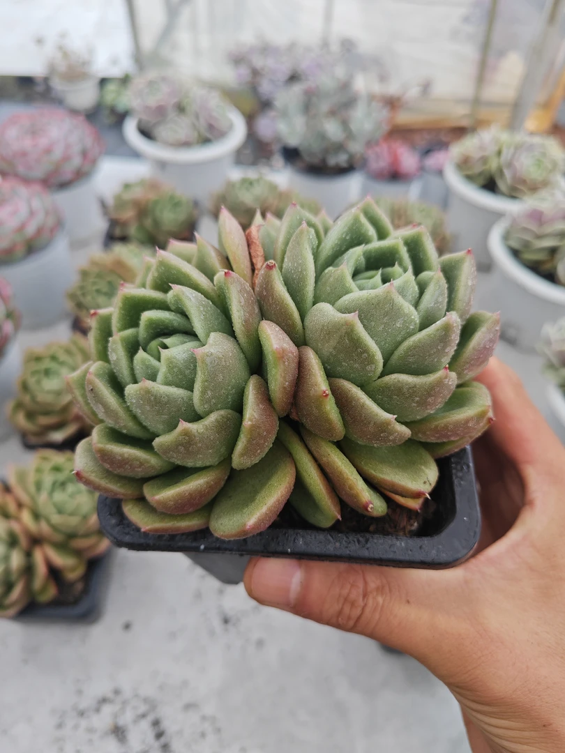 双头白玫瑰          11多肉