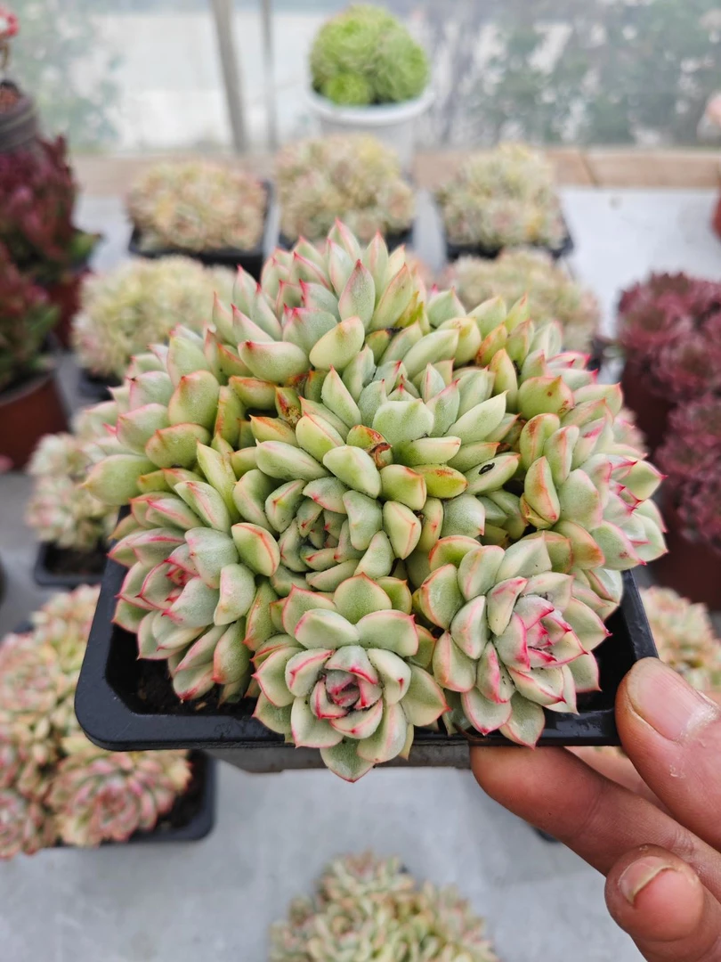 精控颜如玉        11多肉